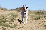 FOX TERRIER POIL LISSE 096